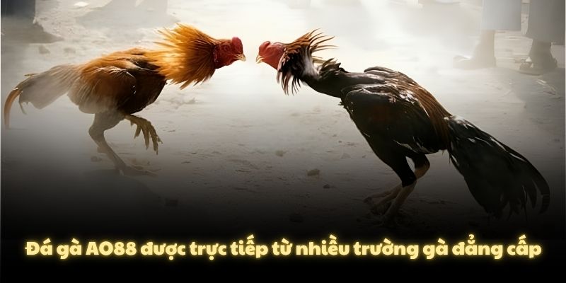 Đá gà AO88 được trực tiếp từ nhiều trường gà đẳng cấp